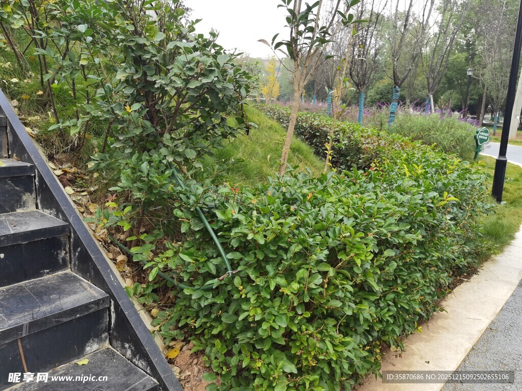 户外绿植旁的黑色阶梯