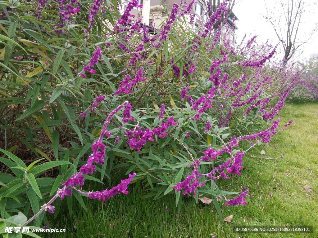 紫色花丛绽放于绿野