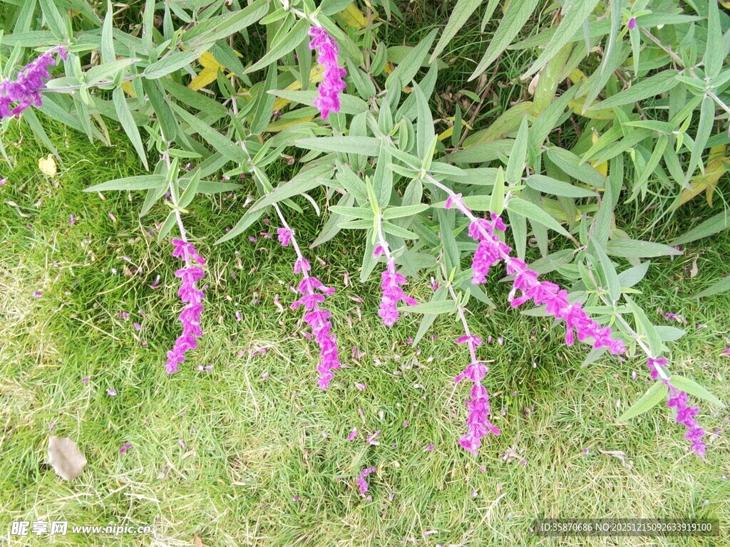 紫色穗状花草绽放于草地