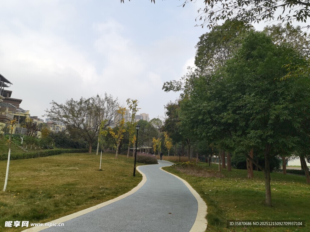 公园蜿蜒小路与葱郁树木