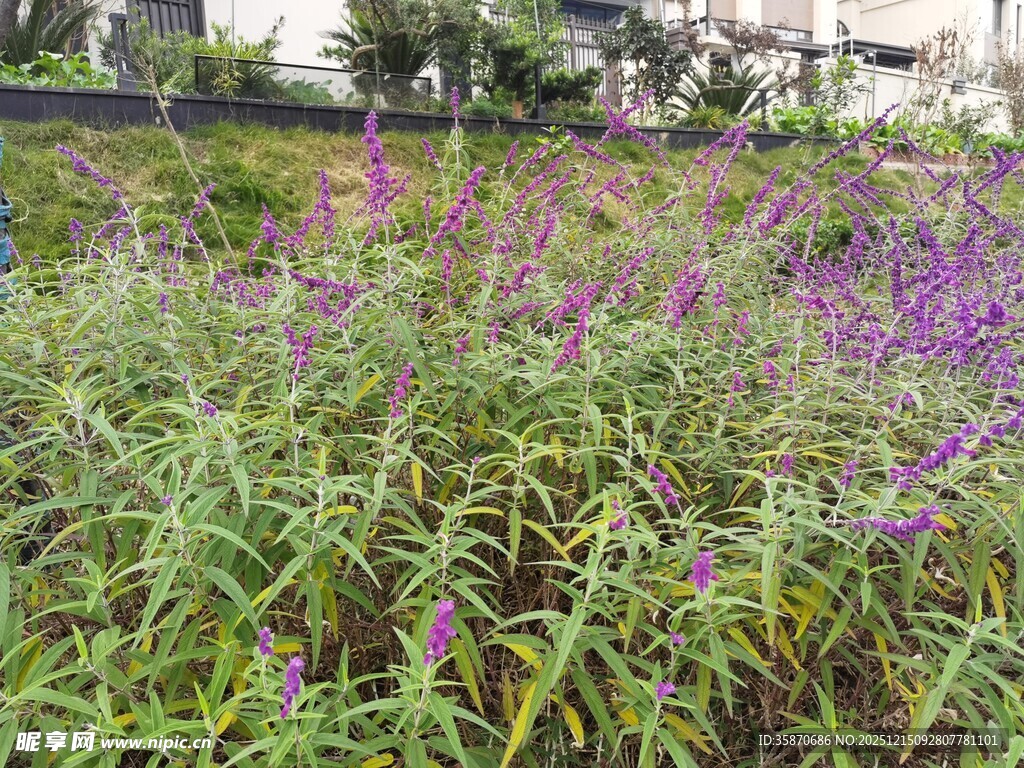 紫色花丛中的繁茂绿植