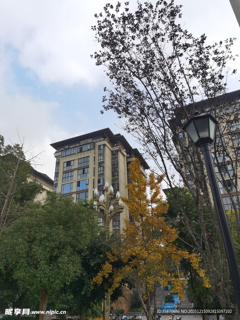 城市中树木环绕的建筑