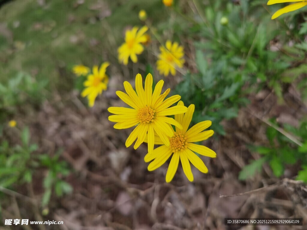 黄色小花绽放于草地间