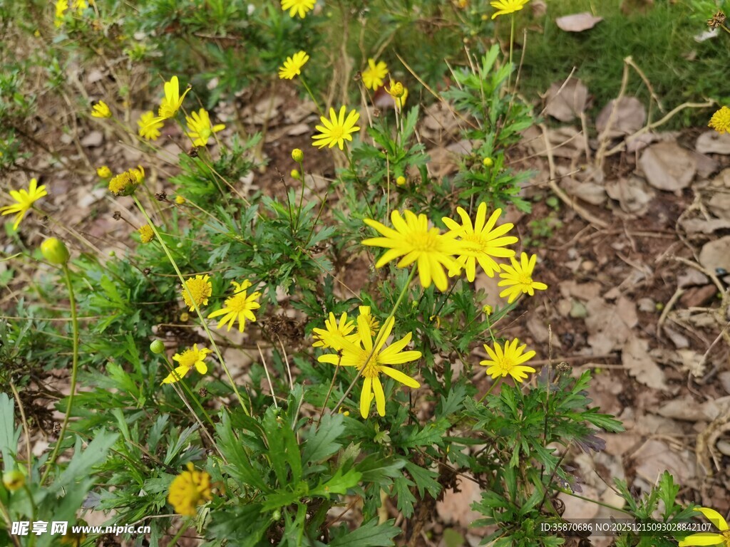 地上绽放的黄色小花