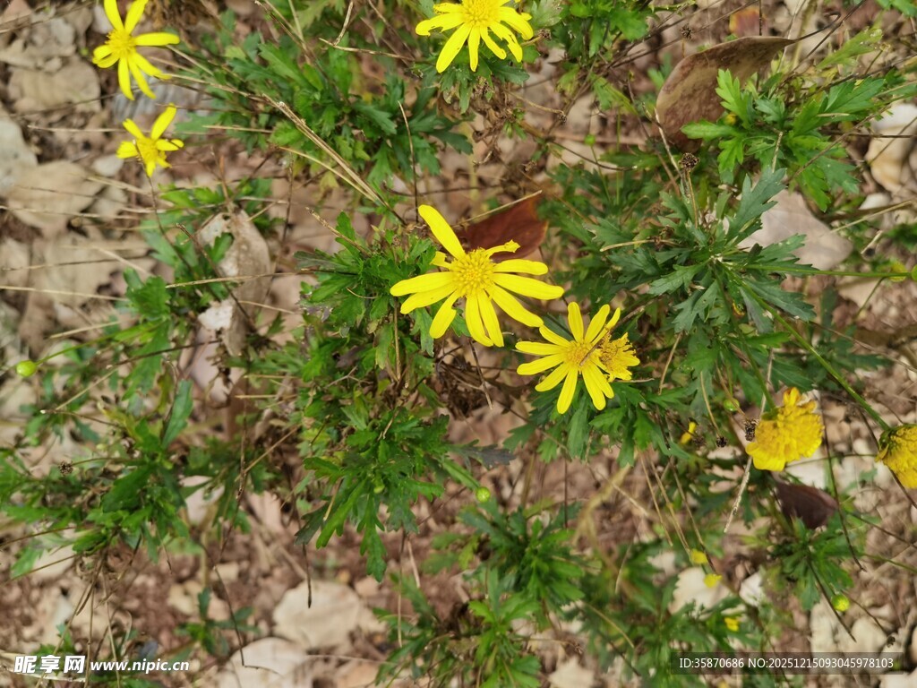 地面绽放的黄色小野花