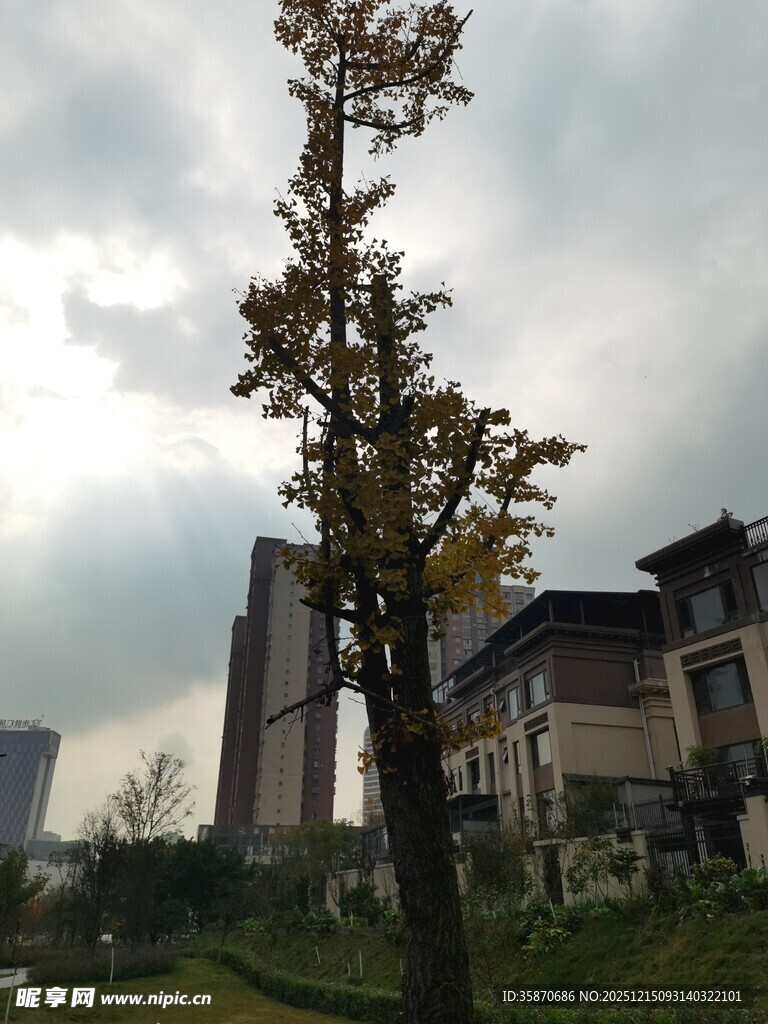 秋日城中孤树与建筑景观