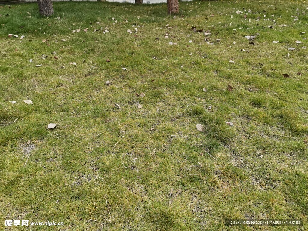 草地上的白色垃圾