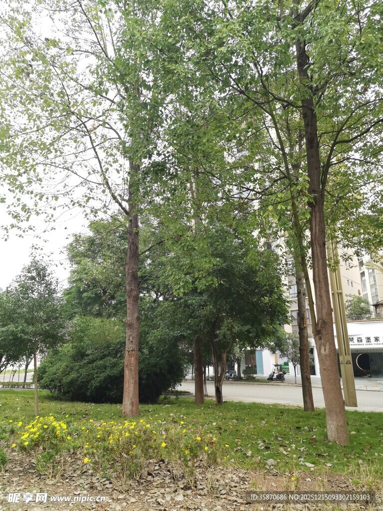 城市中的绿树景观