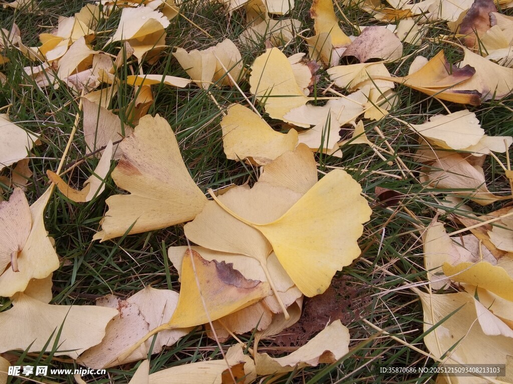 地上银杏落叶美景