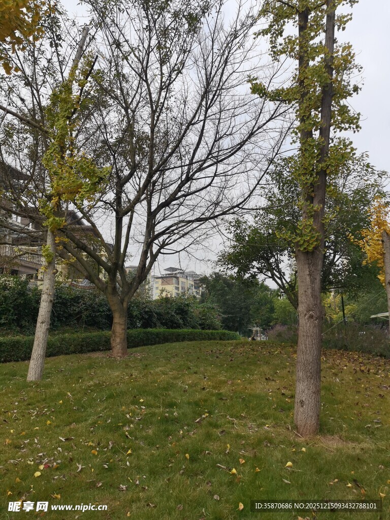 秋日公园树木草地景致