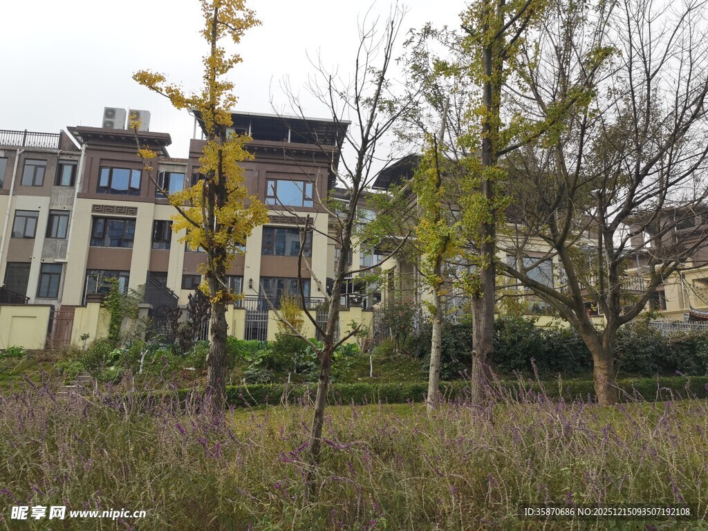 秋日校园外的草木与建筑