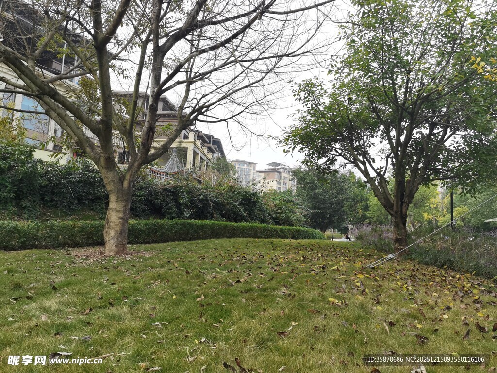 户外静谧草地树木景观