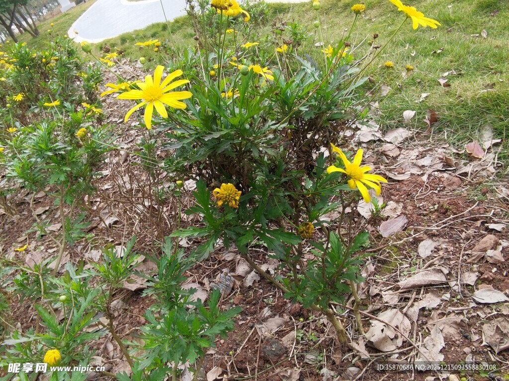 石缝中绽放的黄色小花