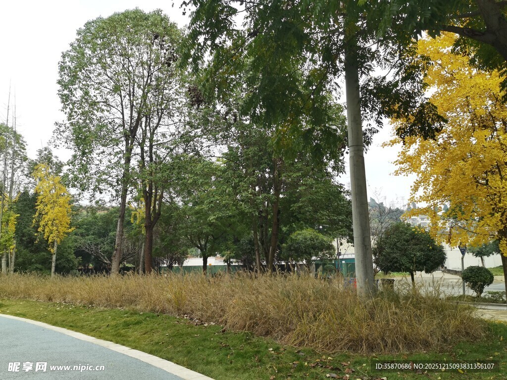 秋日林间公路风景