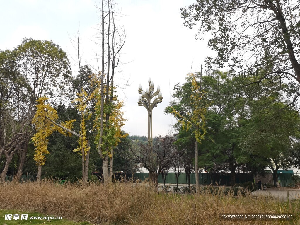 秋日公园树木景致