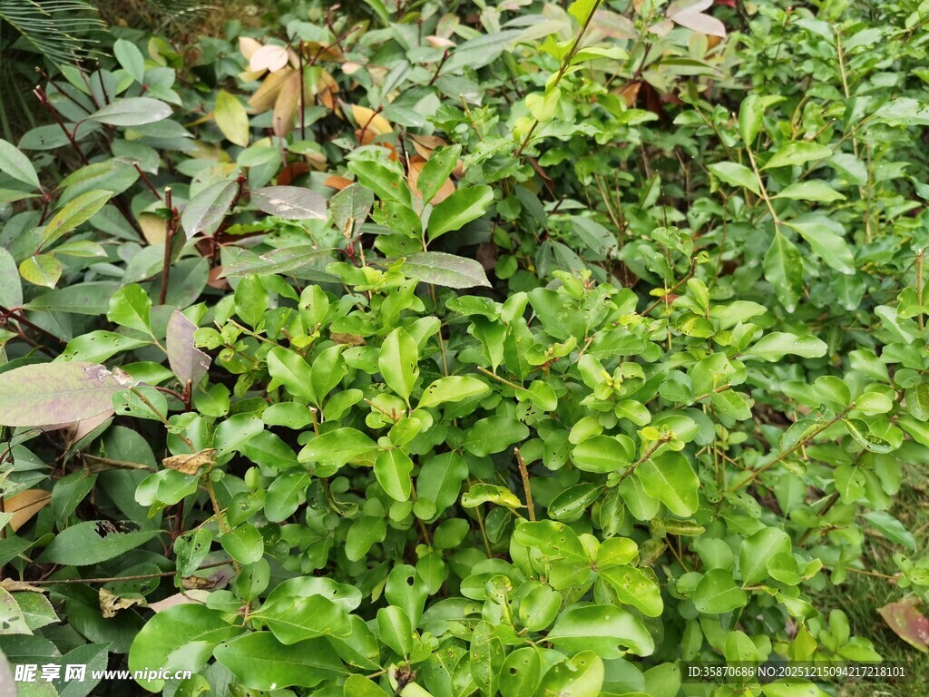 翠绿茂盛的植物景观