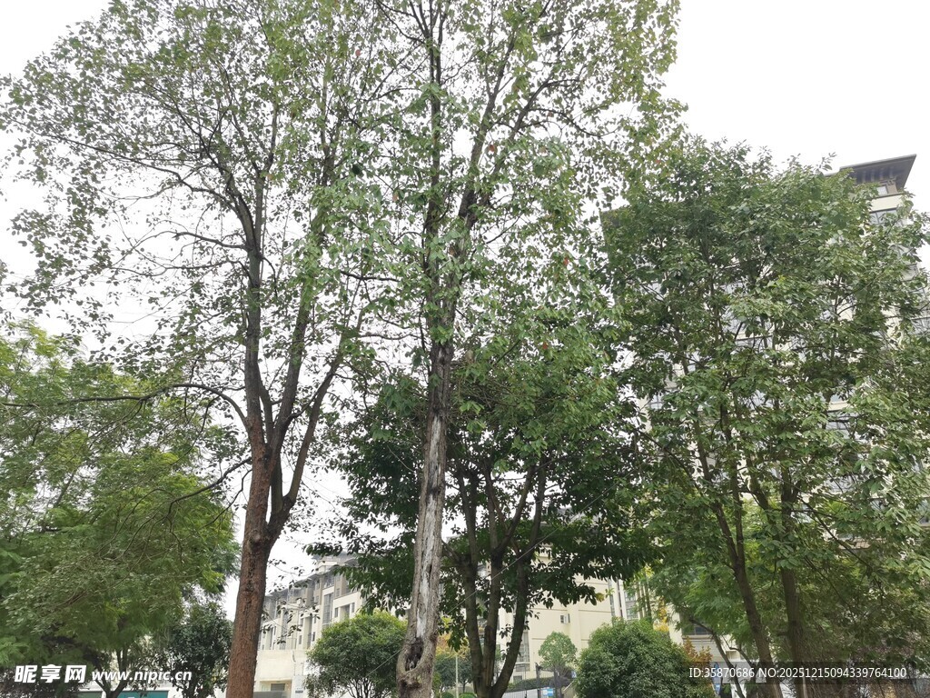 户外繁茂树林景观