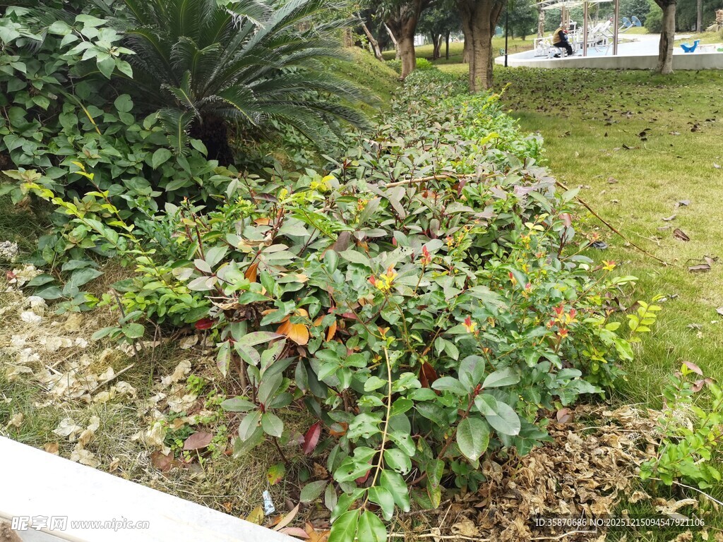 花园绿植景观