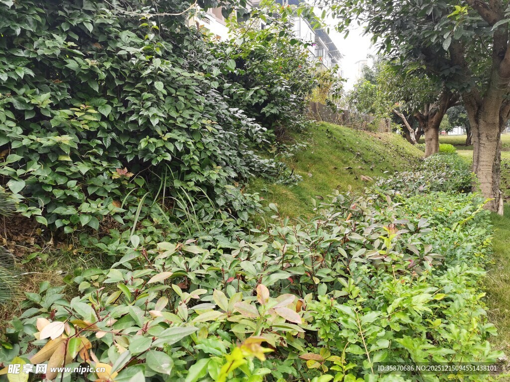 绿意盎然的林间植物景观