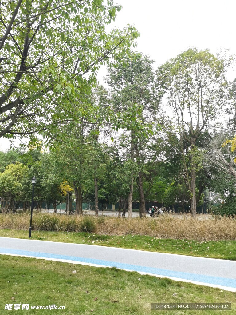 城市公园中的林荫步道