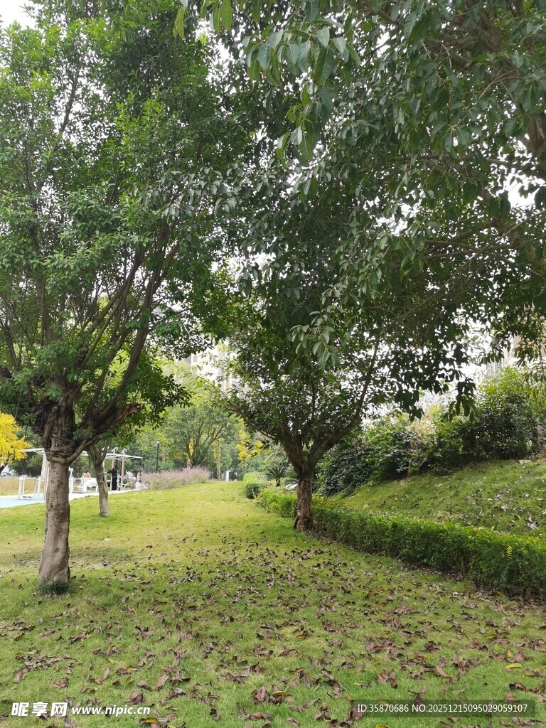 绿荫草地中的繁茂树木