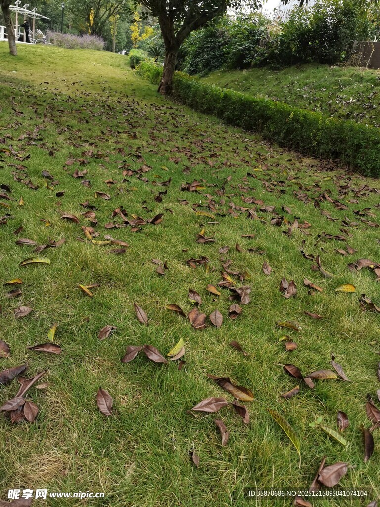 草坪上散落的枯叶景象