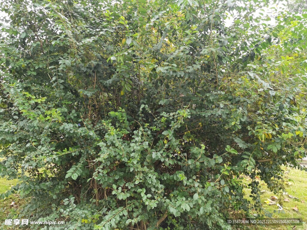 茂密绿植灌木丛景观