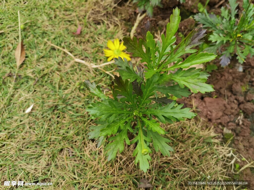 草地上的黄色小花