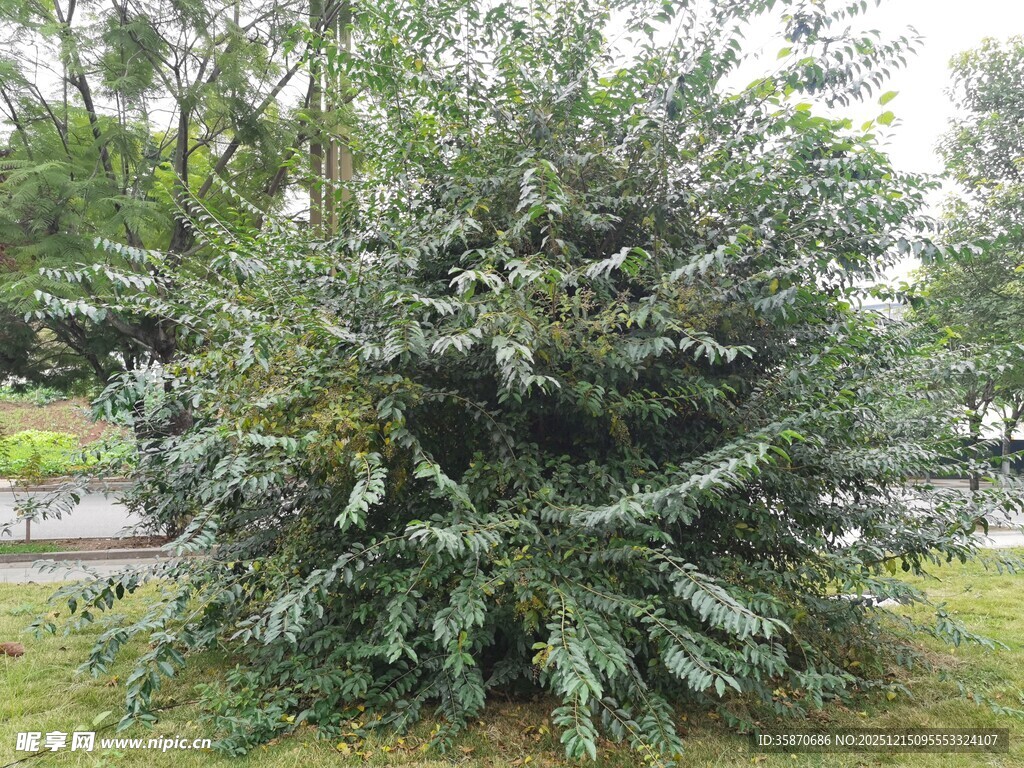茂盛的户外绿植景观