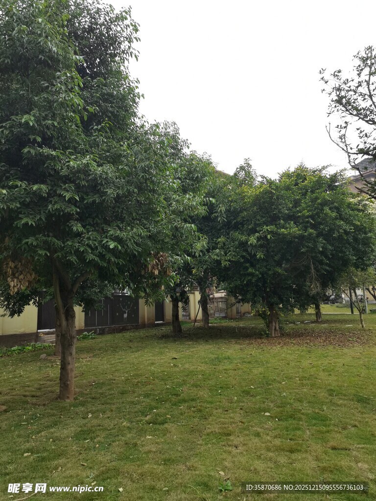 公园绿树草地景致