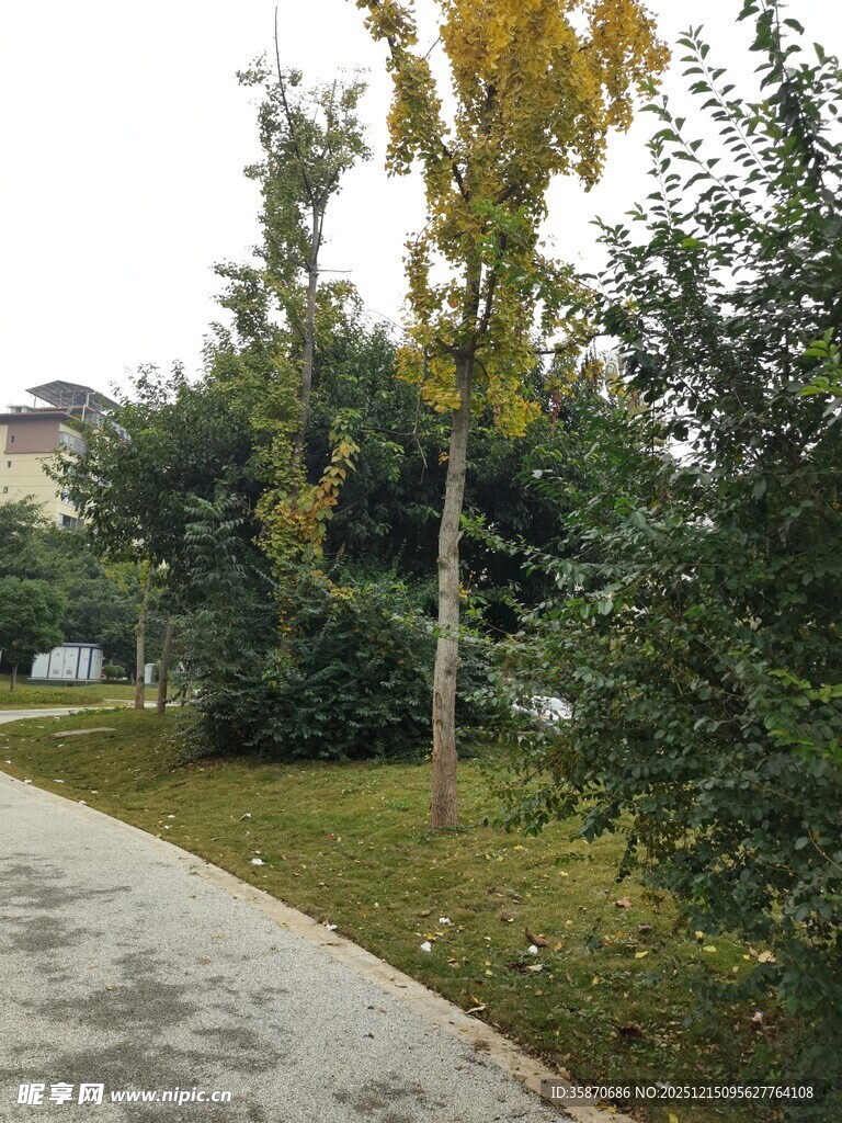 秋日林间小径风景