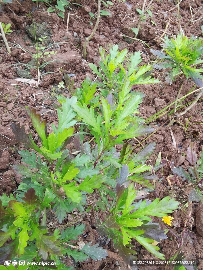 嫩绿植物生长于泥土中