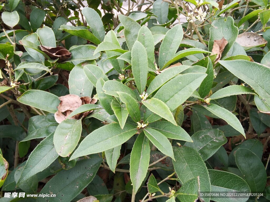 绿叶繁花的植物景观