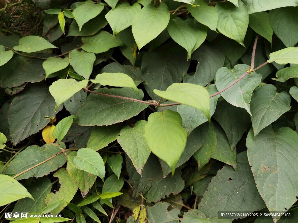 翠绿叶片植物特写