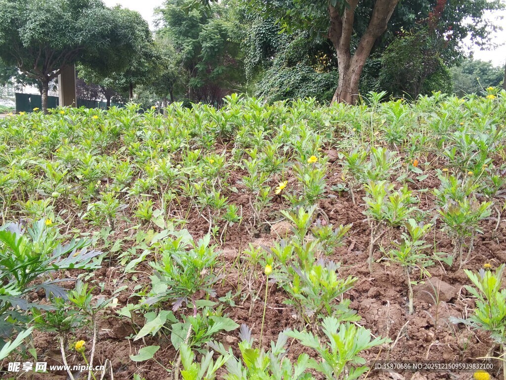 绿意盎然的农田景象