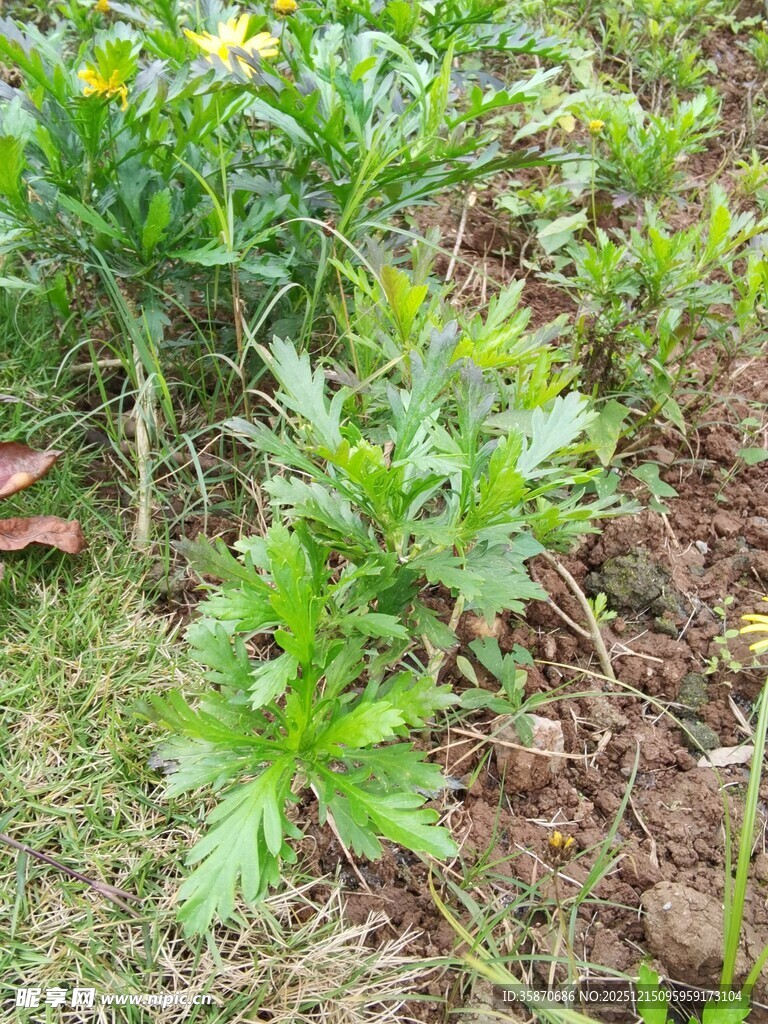 野外生长的绿色植物
