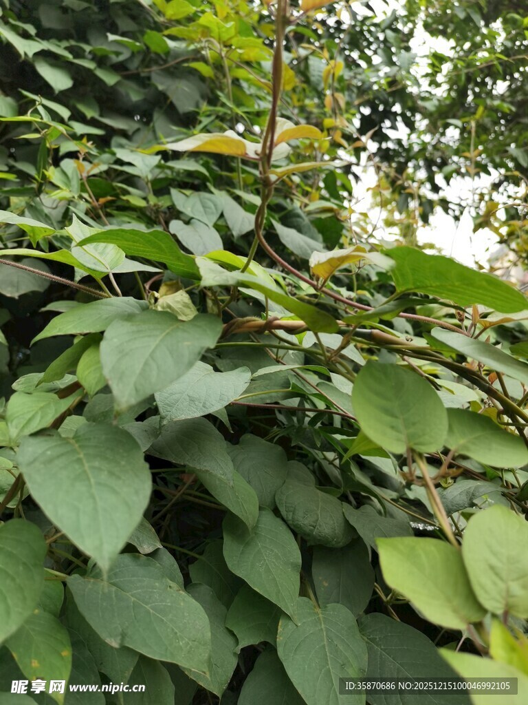 绿叶繁茂的植物景象