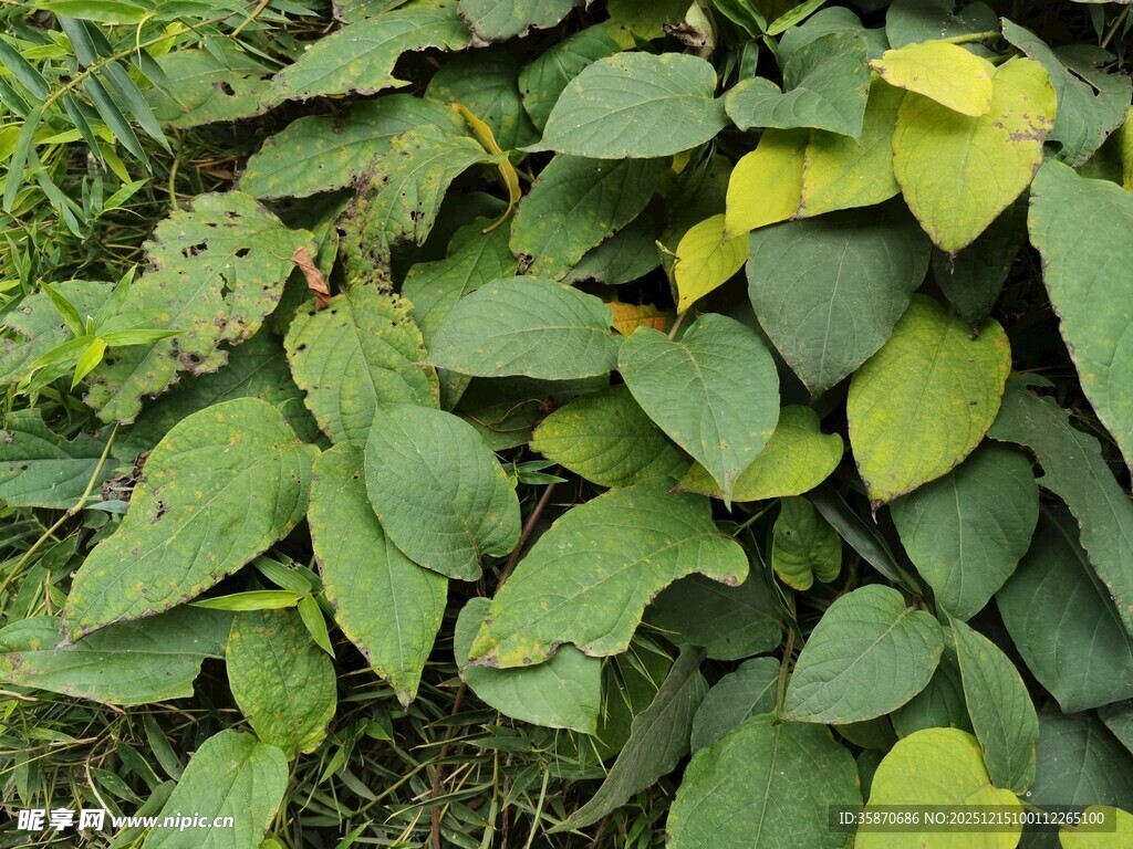 翠绿繁茂的植物叶片
