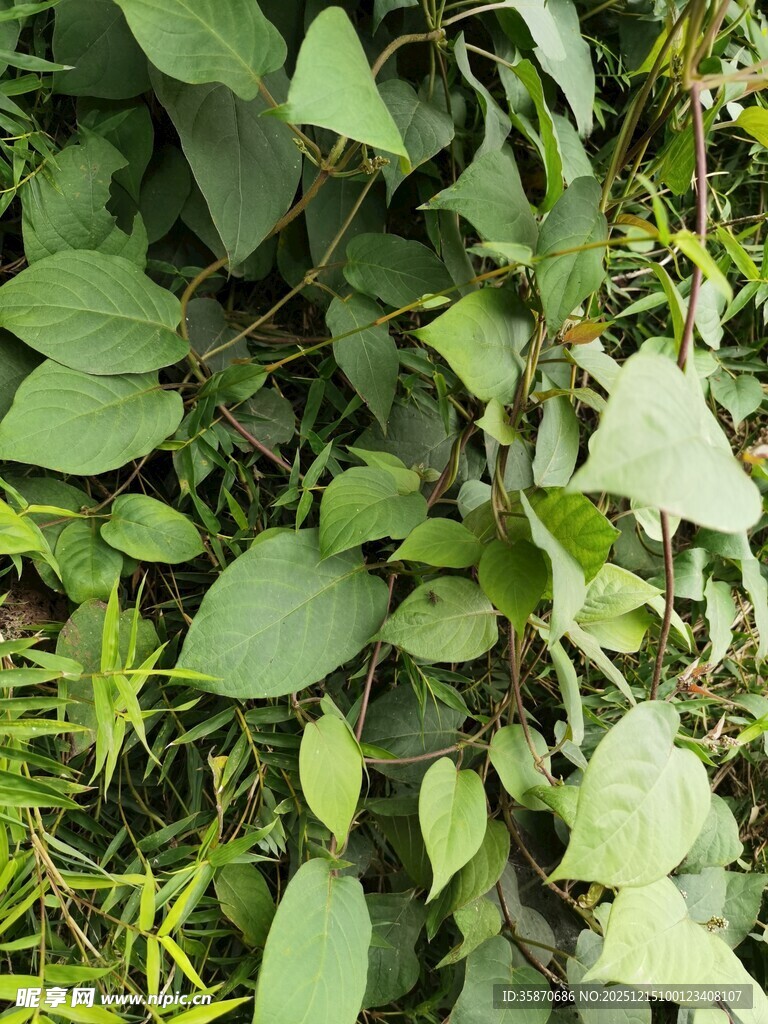 繁茂绿植展现自然生机