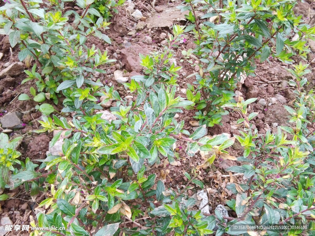 地面丛生的绿色植物