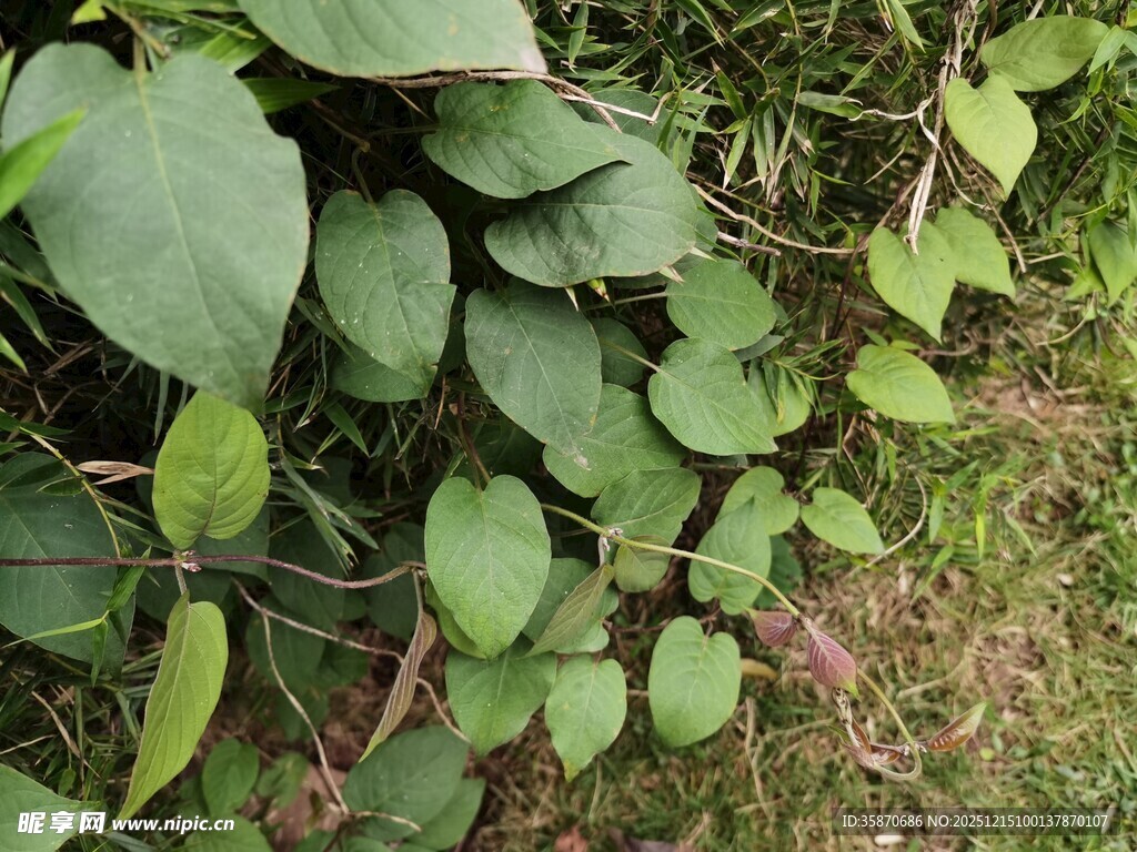 绿叶繁茂的地面植物景观