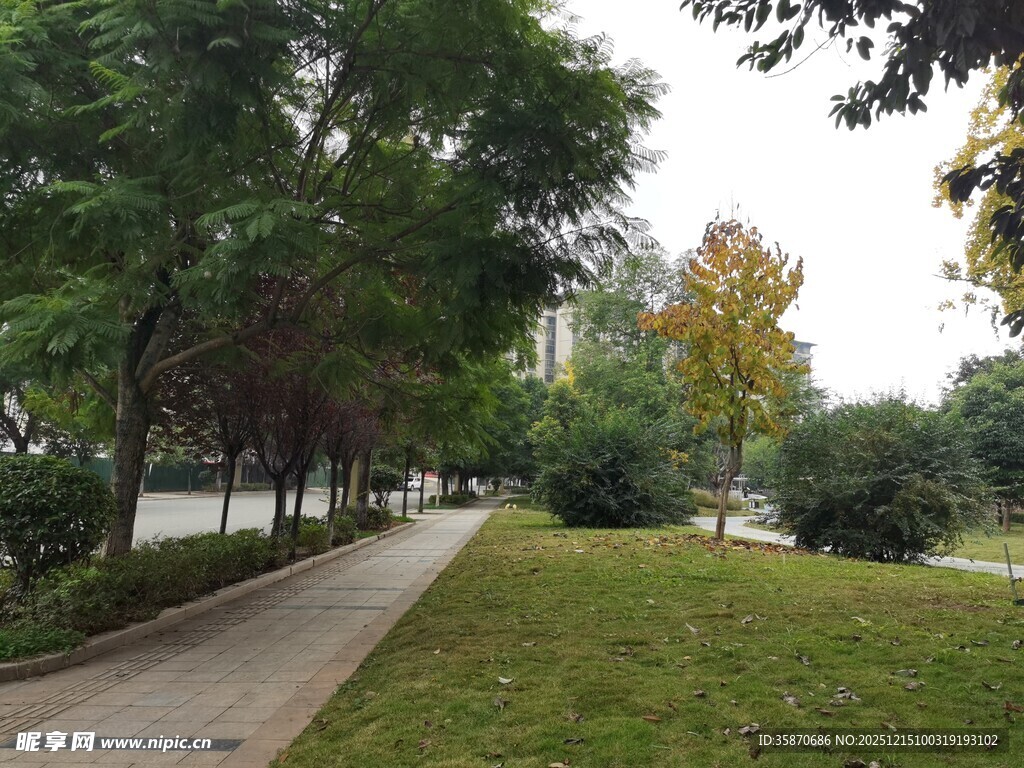 城市中的静谧林荫小道