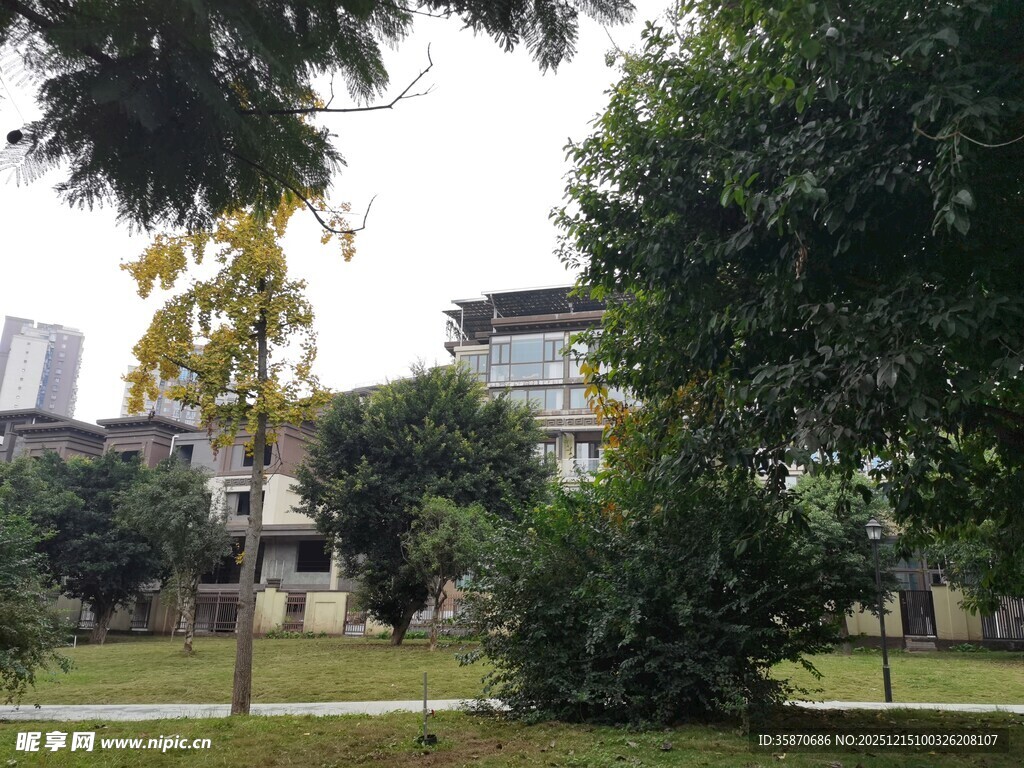 城市中的静谧绿树景观