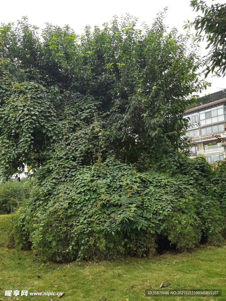 繁茂绿植环绕的建筑一角