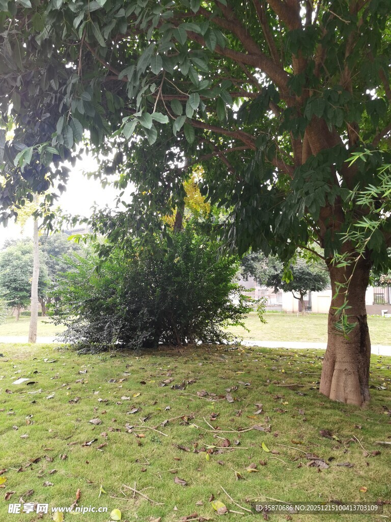 绿荫草地旁的繁茂树木