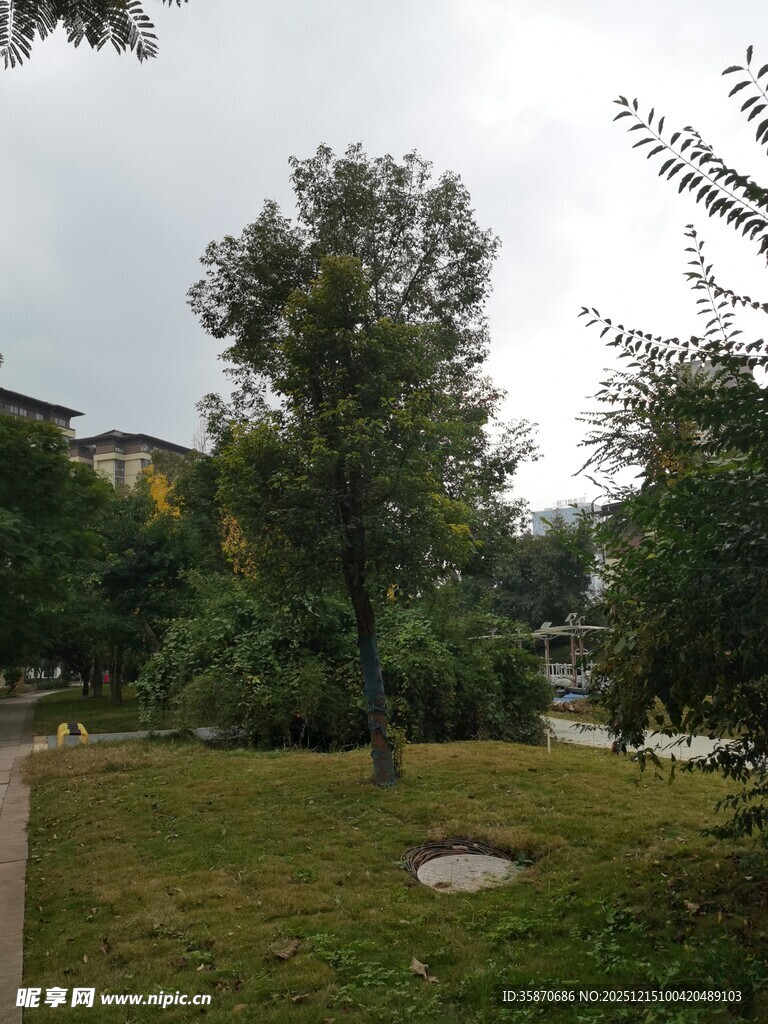 户外绿意盎然的草地与树木