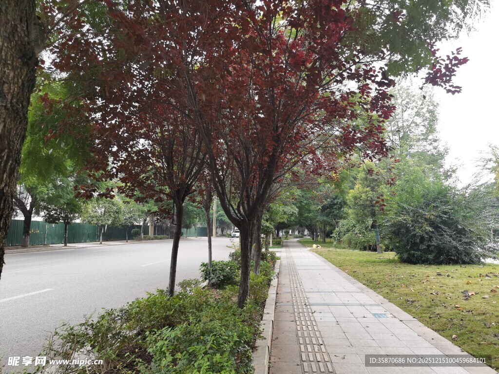 林荫步道秋日静谧景致