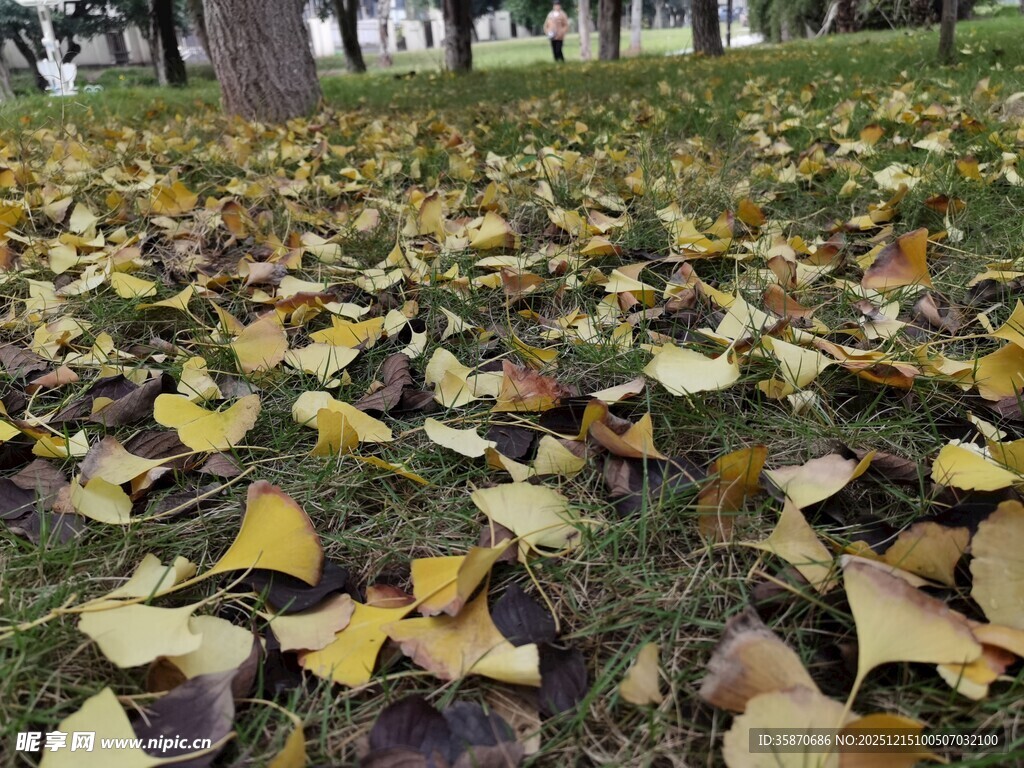秋日银杏落叶铺满草地