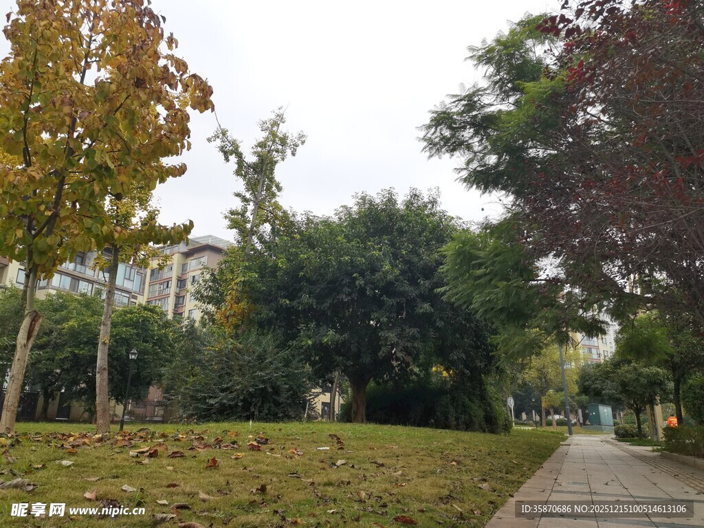 秋日公园林荫小道景色