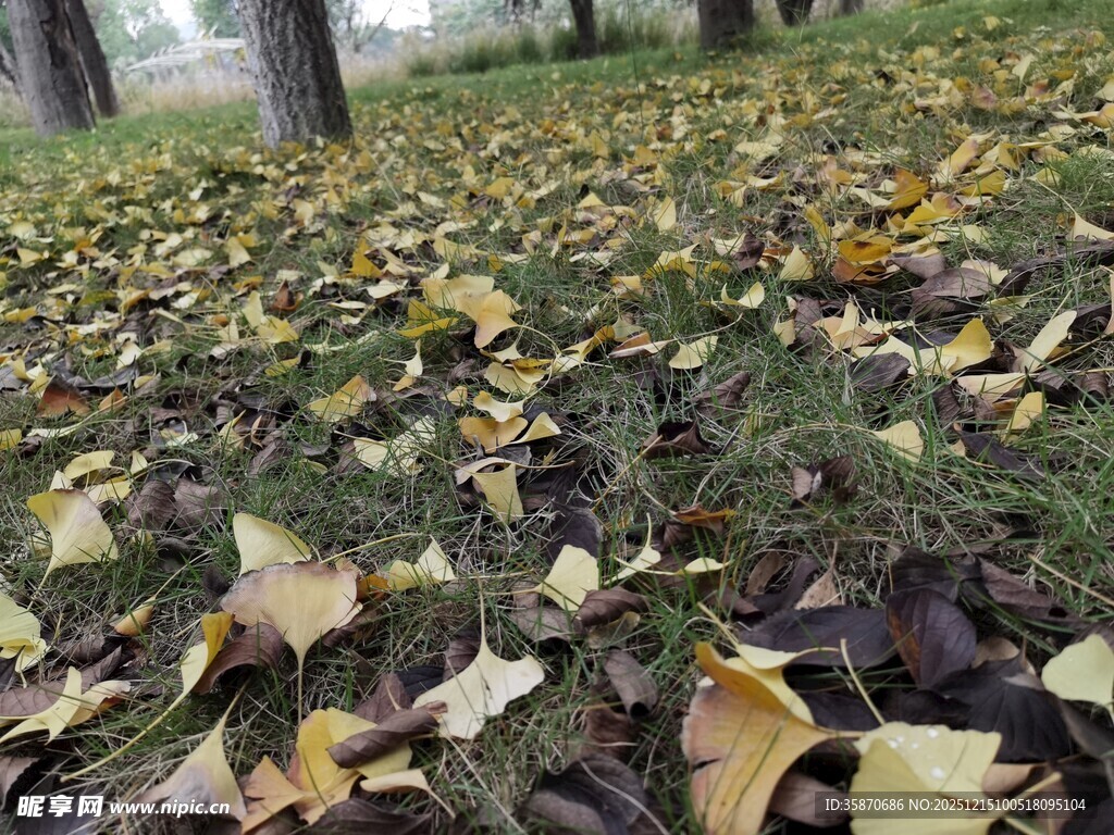 秋日落叶铺满林间小道